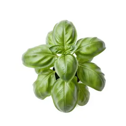 Basil plant