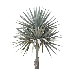 Bird of paradise plant