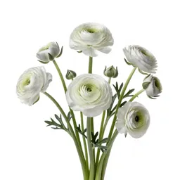 Bunch of ranunculus