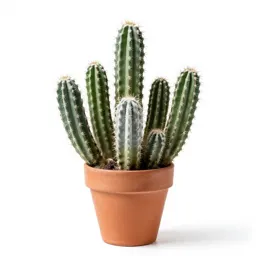 Cactus cluster in terracotta