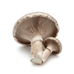 Chanterelle mushroom