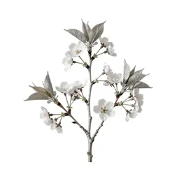 Cherry blossom branch