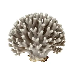 Coral fungus