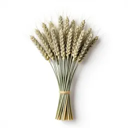 Dried wheat bundle