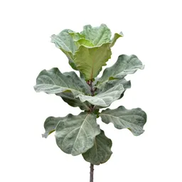 Fiddle leaf fig