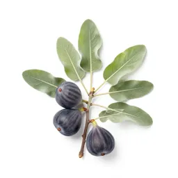 Fig branch with fruit