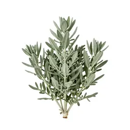 Flax bush