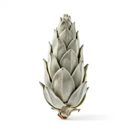 Hop flower cone