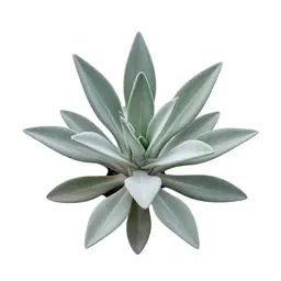 Jade plant
