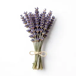 Lavender bunch tied with twine