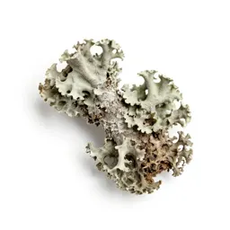 Lichen-covered twig