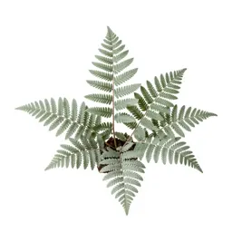 Maidenhair fern