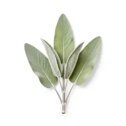 Mint cutting in water