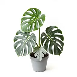 Monstera deliciosa in a pot