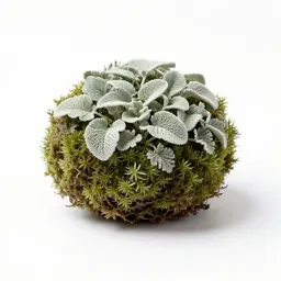 Moss ball