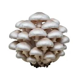 Mushroom cluster on bark