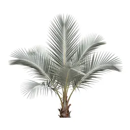 Nikau palm frond
