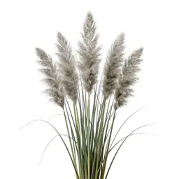 Pampas grass plume