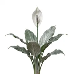 Peace lily in bloom