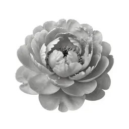 Peony in full bloom