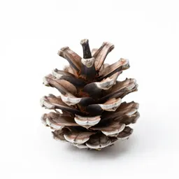 Pine cone