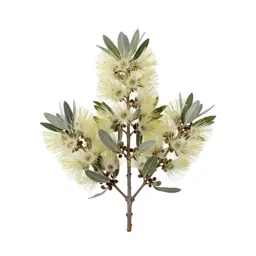 Pohutukawa branch in flower