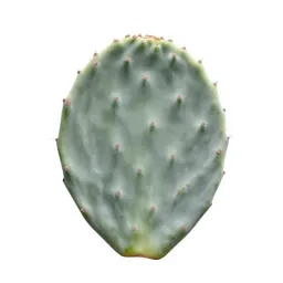 Prickly pear pad