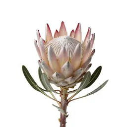 Protea flower