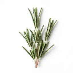 Rosemary sprig