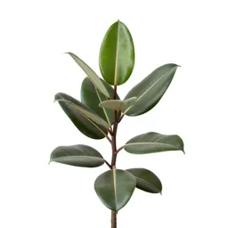 Rubber plant