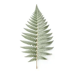 Silver fern frond