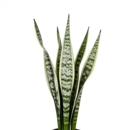 Snake plant