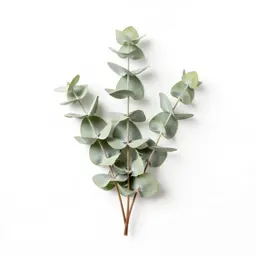 Sprig of eucalyptus
