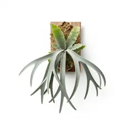 Staghorn fern mounted