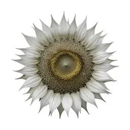 Sunflower head