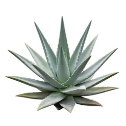 Aloe vera rosette