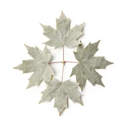 Autumn maple branch
