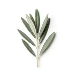 Olive branch