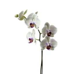 Orchid with arching stems