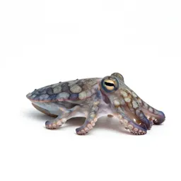 Blue-ringed octopus