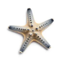 Brittle star