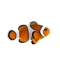 Clownfish in an anemone