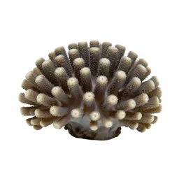 Coral polyp colony