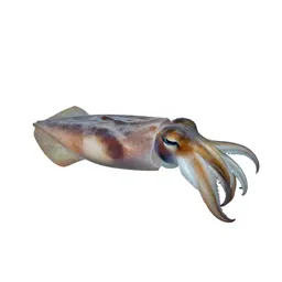 Cuttlefish changing colour