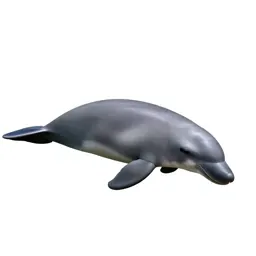 Dugong grazing