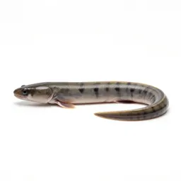 Garden eel