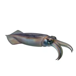 Giant squid