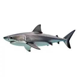 Great white shark