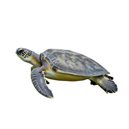 Green sea turtle