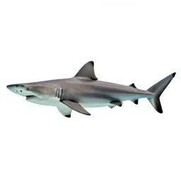 Hammerhead shark